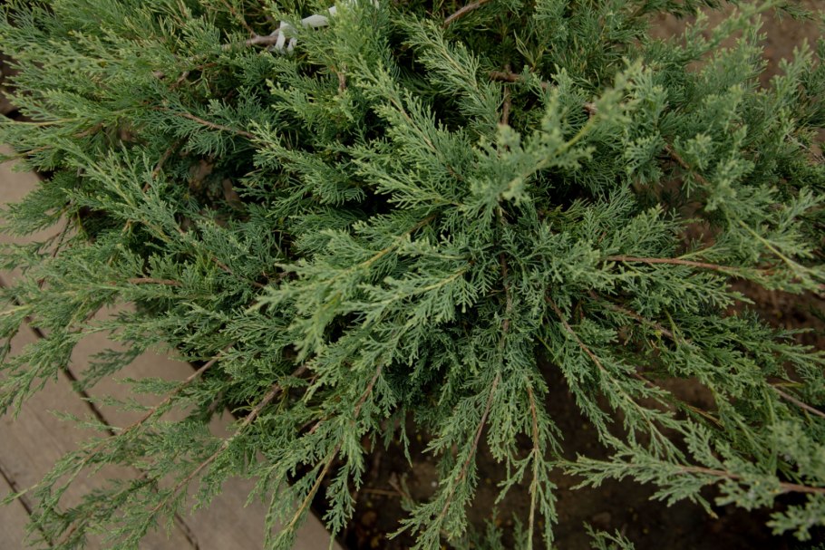 Можжевельник виргинский Grey Owl