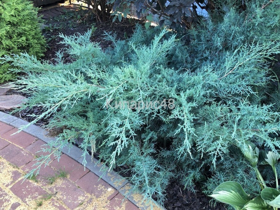 Можжевельник виргинский Хетзи