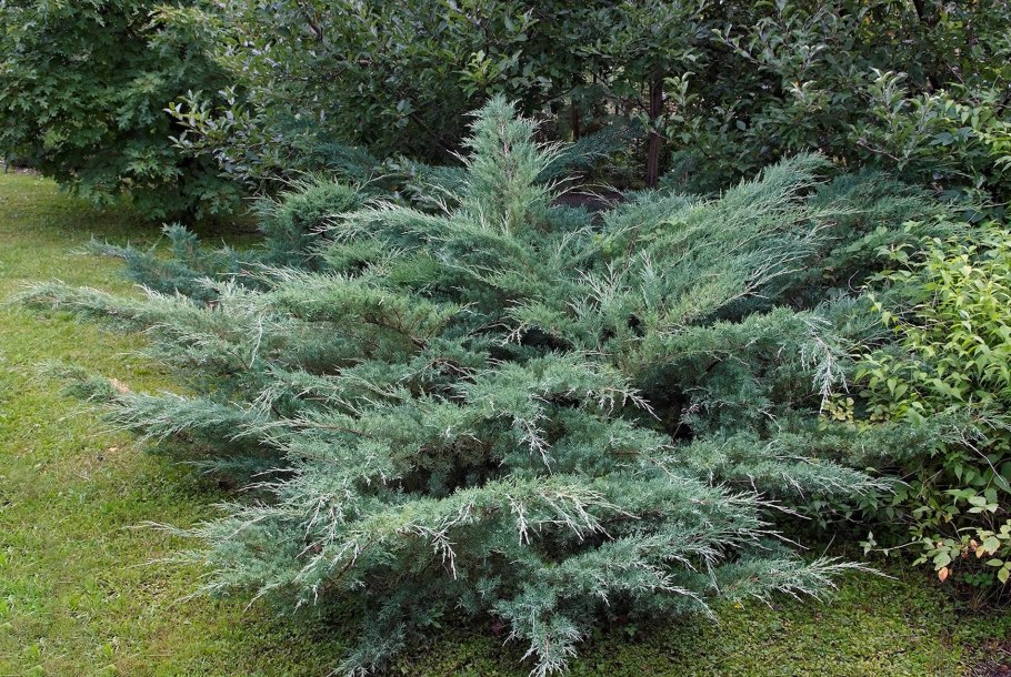 Можжевельник кипарисовидный виргинский