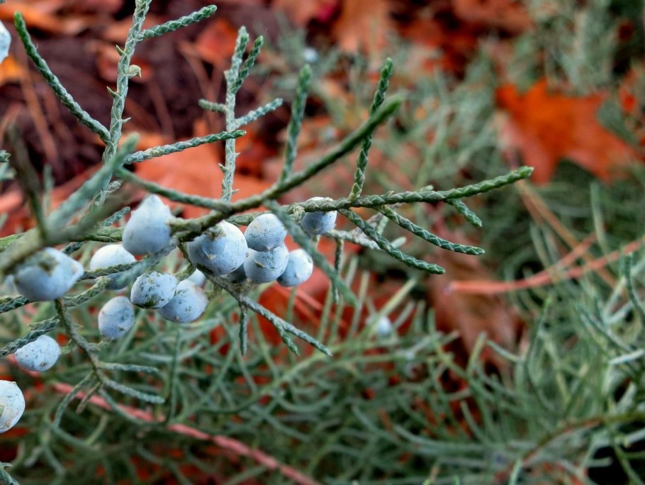 Можжевельник виргинский канаэрти