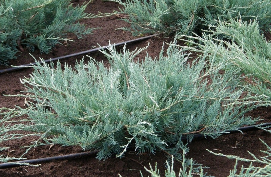 Можжевельник виргинский Hetz