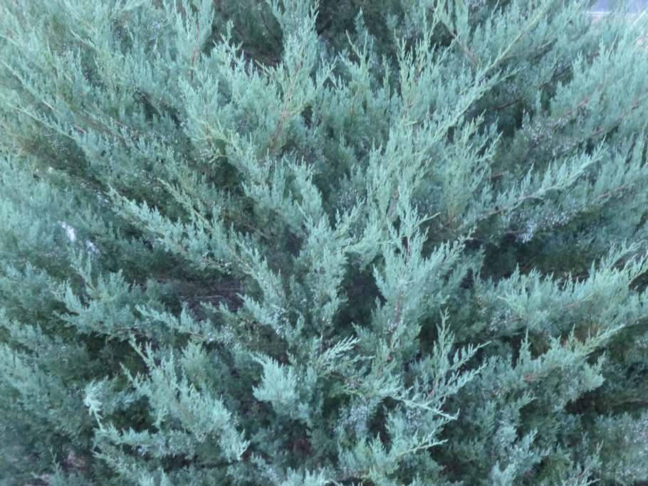 Можжевельник Блю Клауд