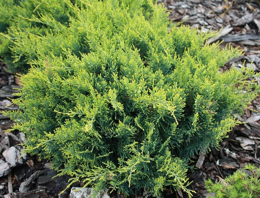 Можжевельник виргинский Хетц