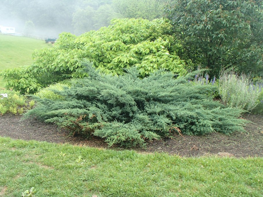 Можжевельник виргинский Хетц