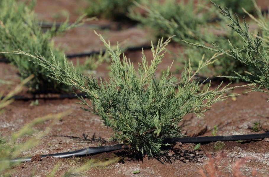 Можжевельник виргинский Хетц