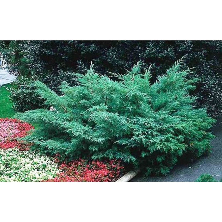 Можжевельник виргинский грей оул