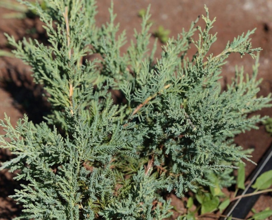 Можжевельник чешуйчатый лодери