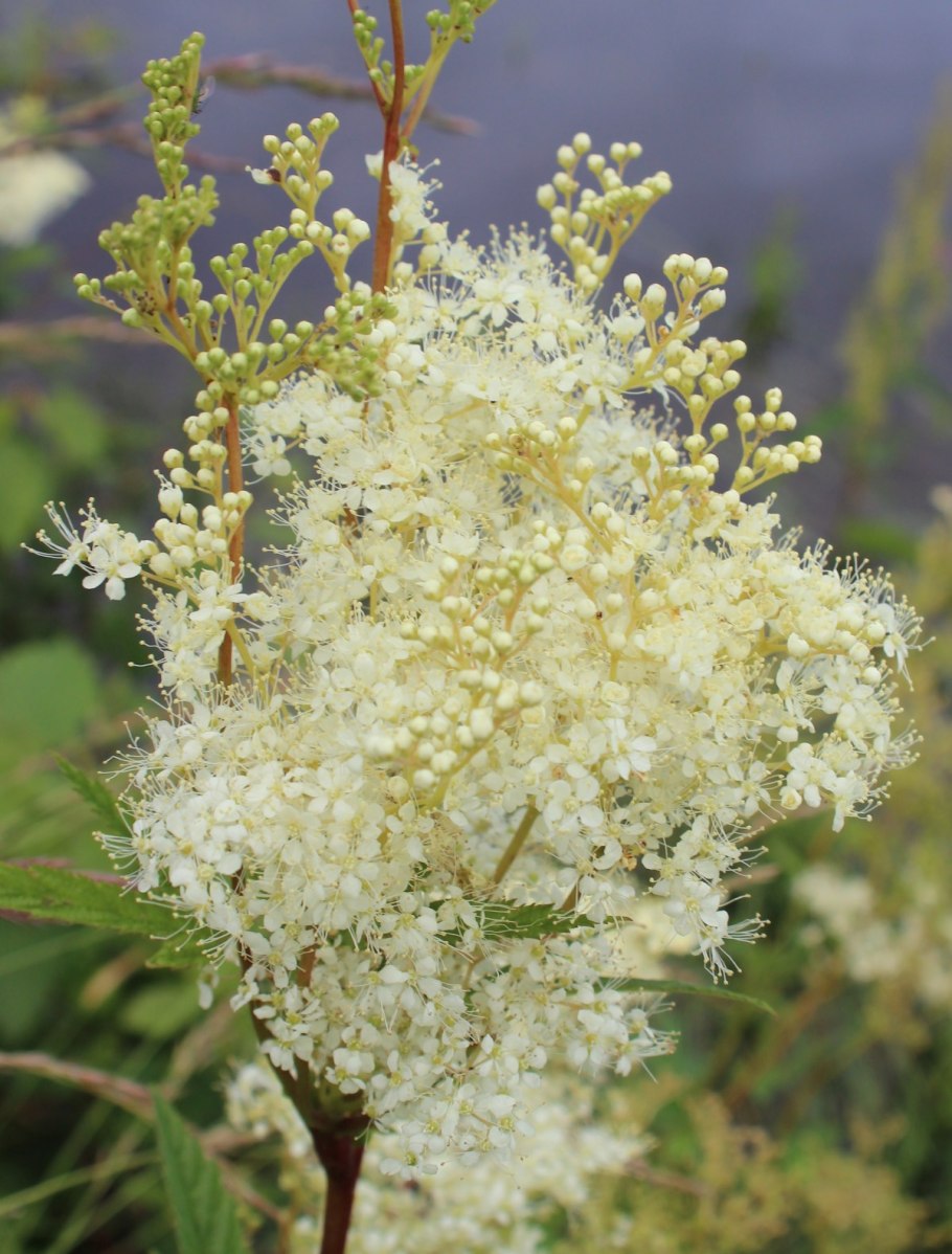 Таволга лабазник