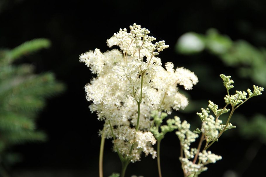 Лабазник вязолистный (Filipendula Ulmaria)