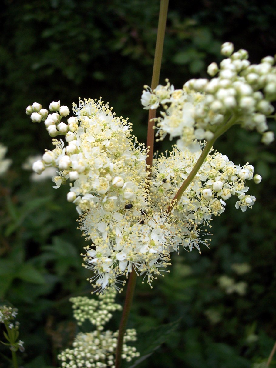 Таволга лабазник