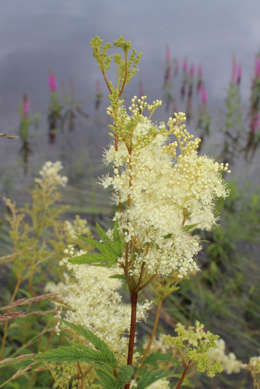 Таволга обыкновенная Filipendula vulgaris