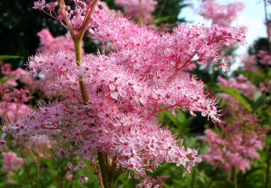 Таволга вязолистная