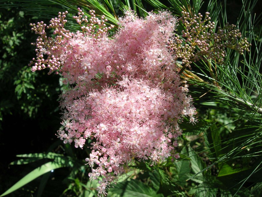 Таволга лабазник спирея