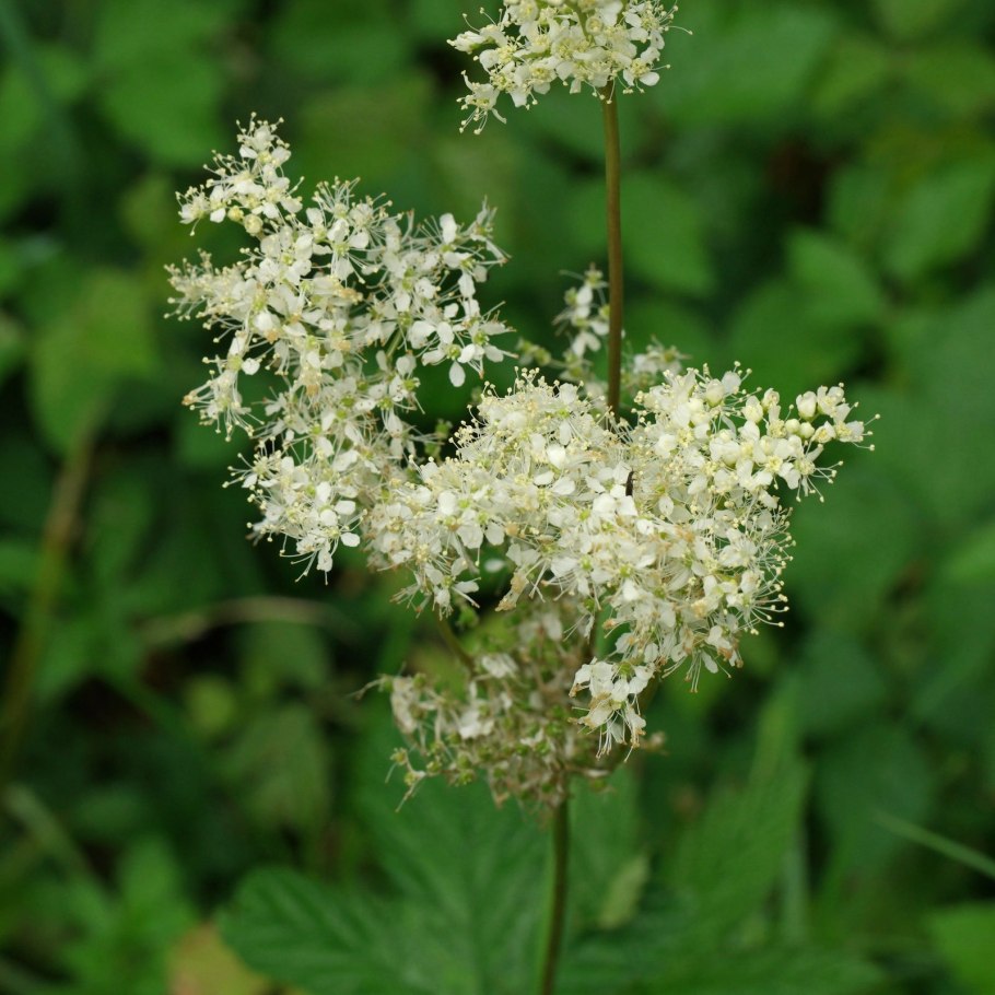 Filipendula ulmaria