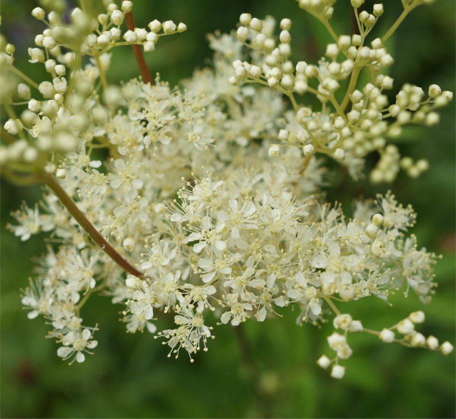 Лабазник вязолистный таволга