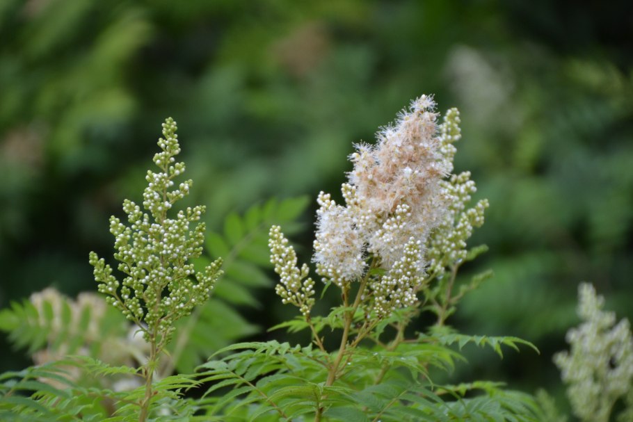 Таволга вязолистная