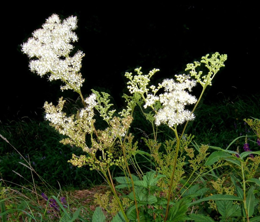 Таволга вязолистная