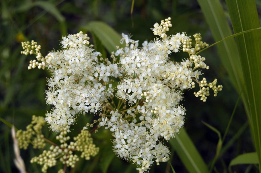 Таволга вязолистная листья