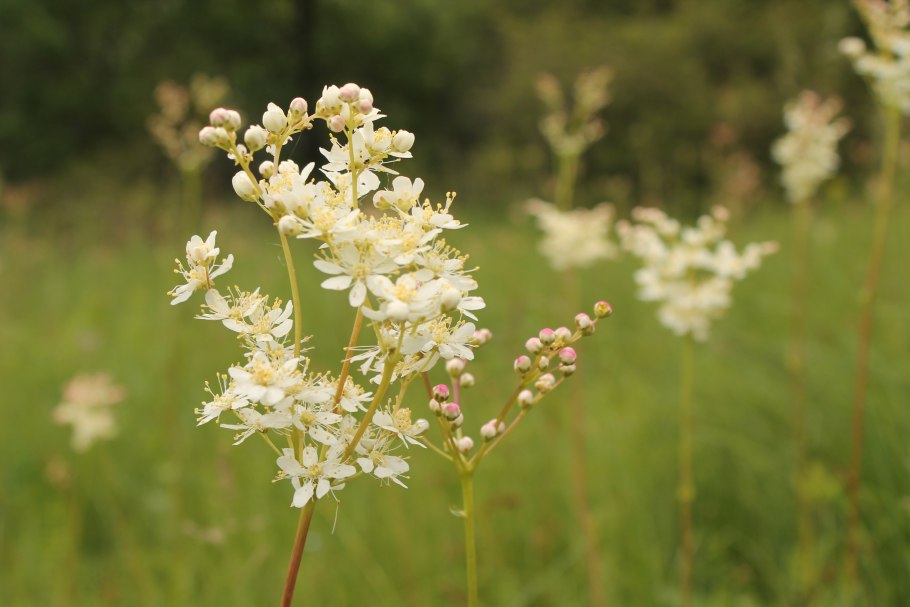 Таволга вязолистная
