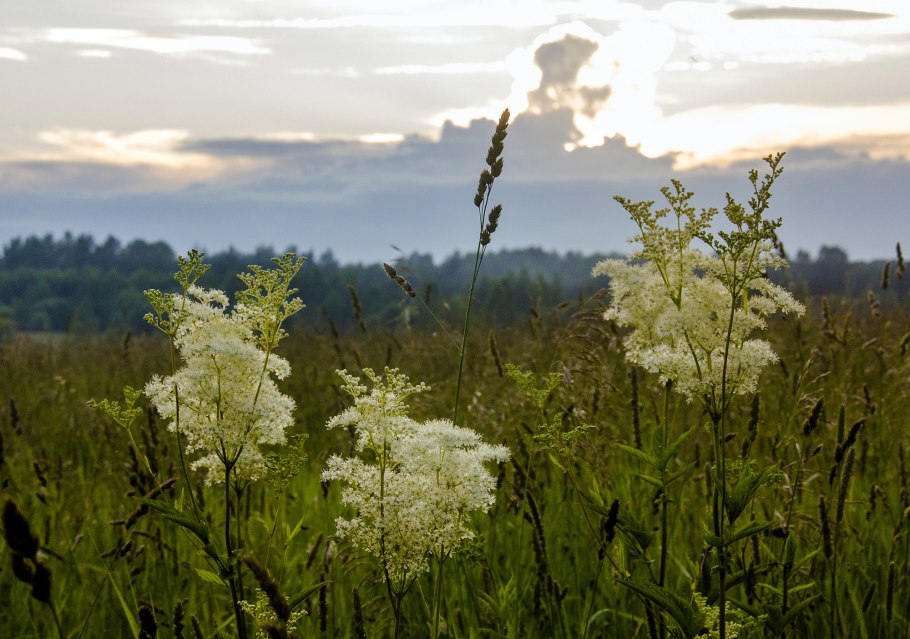 Соцветие таволги вязолистной