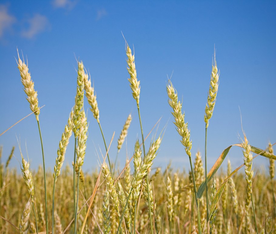 Яровая пшеница сорт Чистопольская