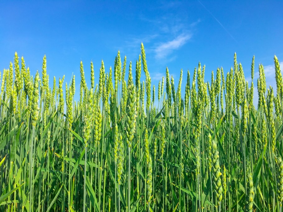 Яровая пшеница Неспелая