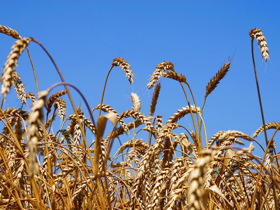 Житница Кубани