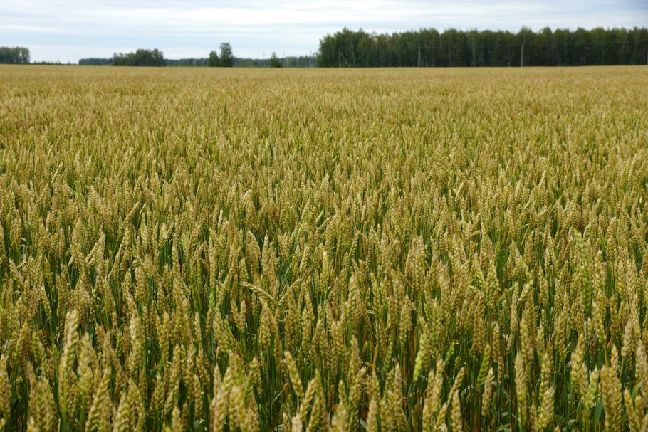 Яровая пшеница лютесценс 2003