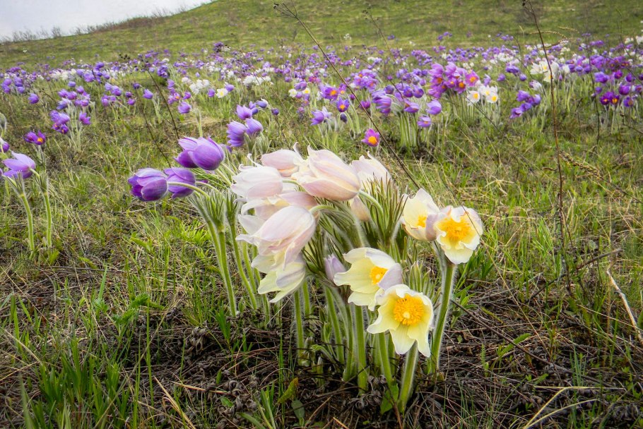 Pulsatilla vulgaris Mill. Прострел обыкновенный