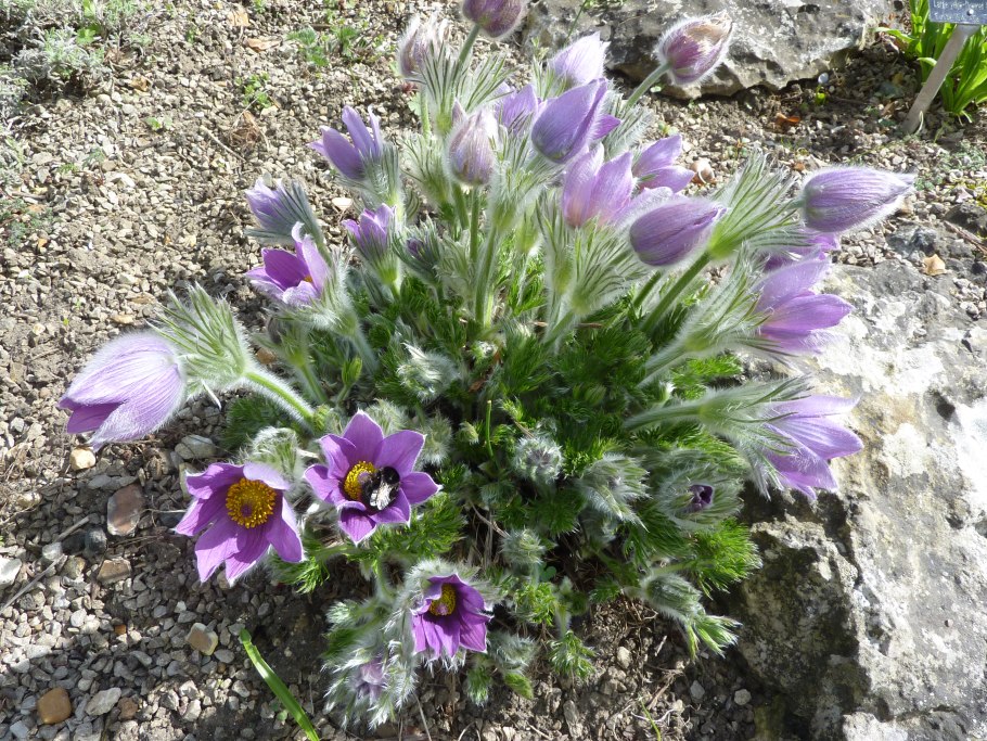 Прострел Юзепчука