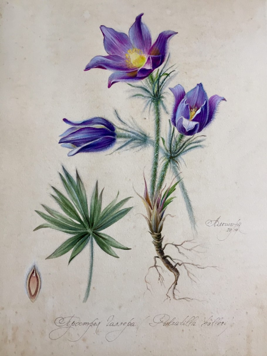 Прострел blaue Glocke