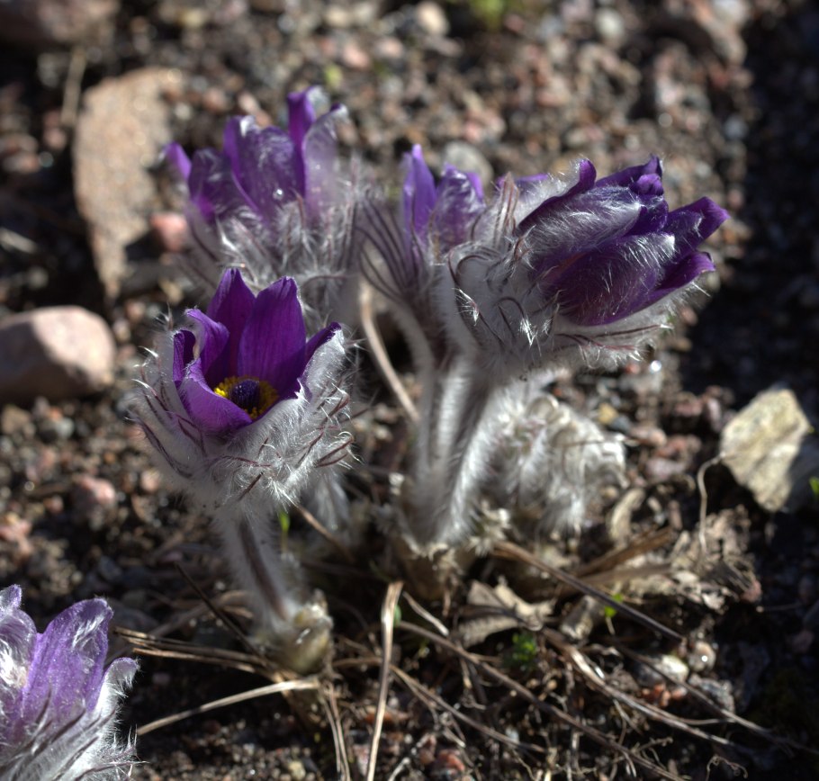 Pulsatilla pratensis SSP Bohemica