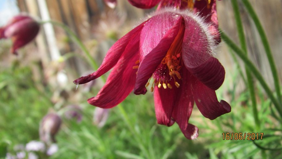 Прострел ред Рубра