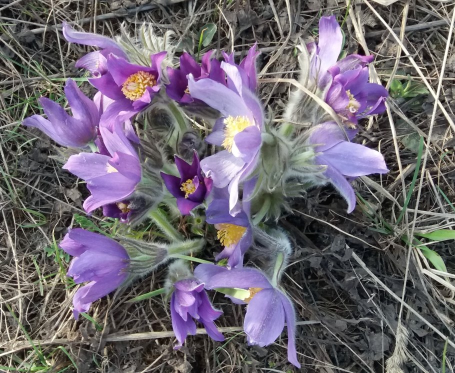 Цветок прострел обыкновенный
