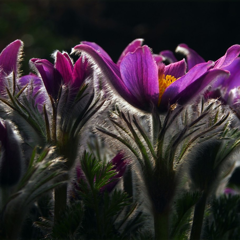 Прострел обыкновенный Pulsatilla vulgaris rubra