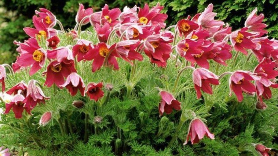 Прострел Турчанинова (фиолетовый)