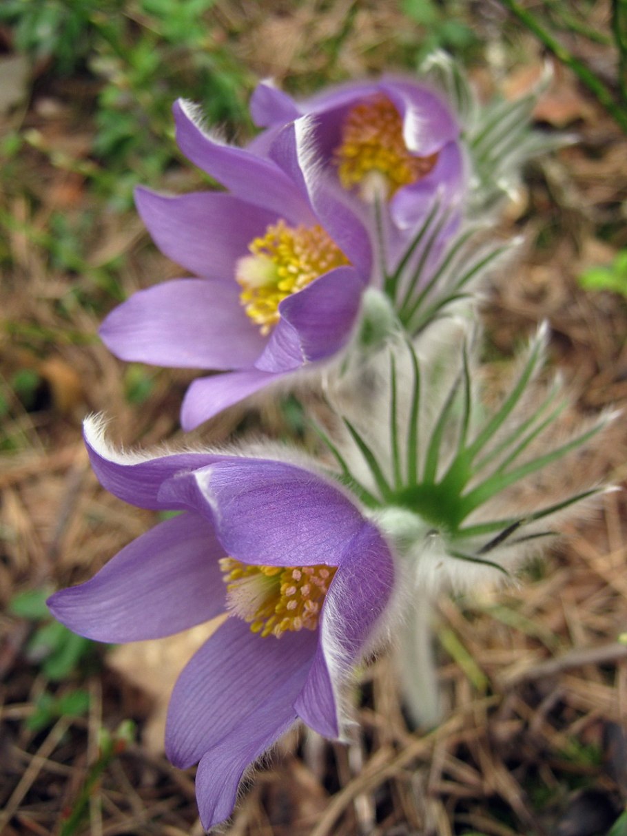 Прострел сон трава