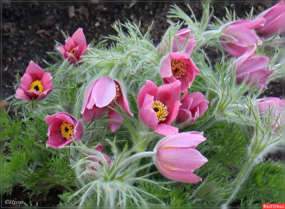 Прострел Пульсатилла