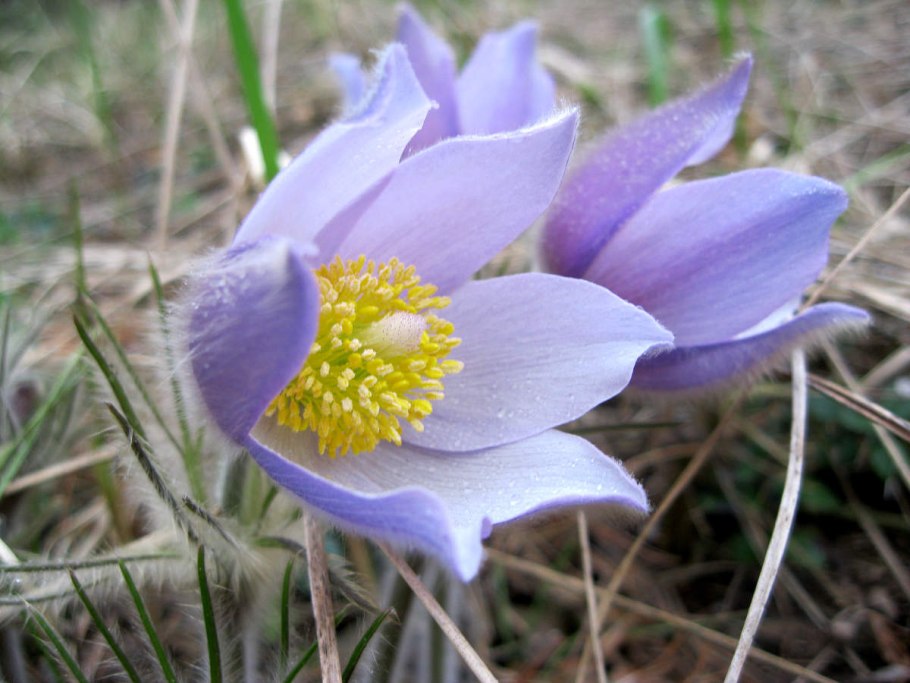 Прострел - сон трава