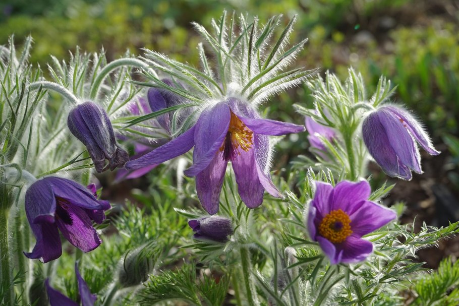 Прострел обыкновенный (Pulsatilla vulgaris)
