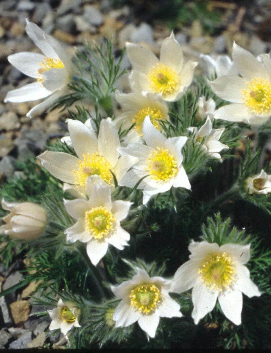 Прострел Уральский желтеющий