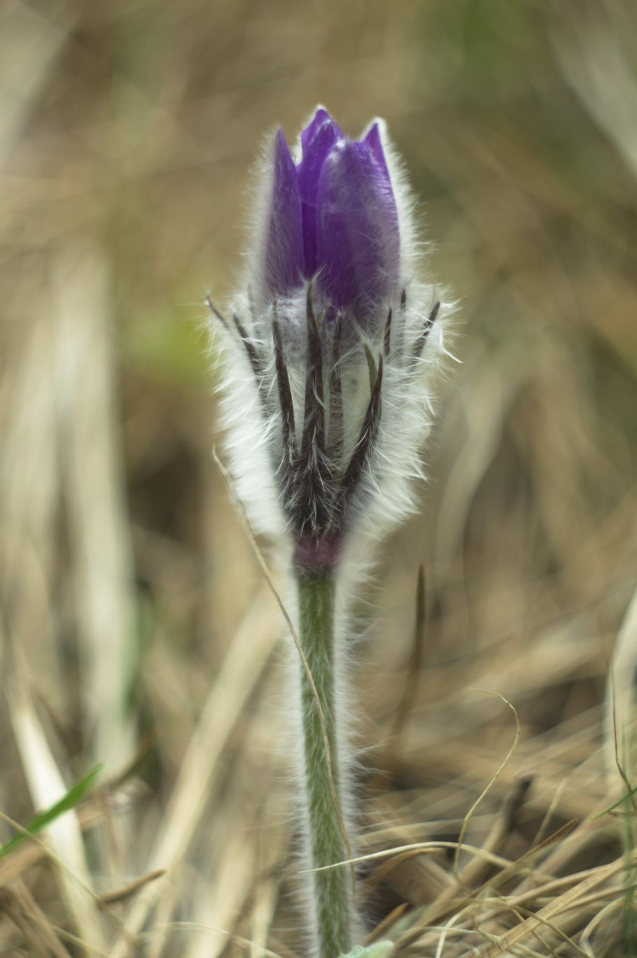 Пульсатилла Pulsatilla vulgaris Red