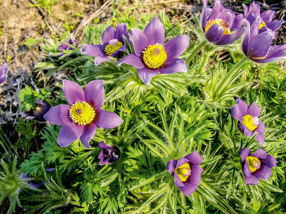 Прострел обыкновенный (Pulsatilla vulgaris)