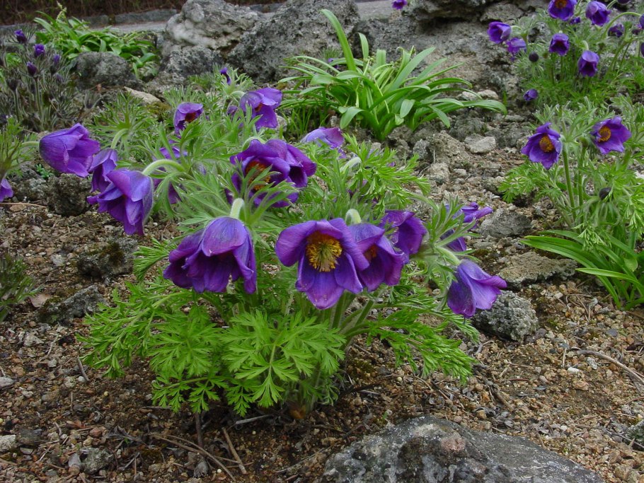 Прострел обыкновенный (Pulsatilla vulgaris)