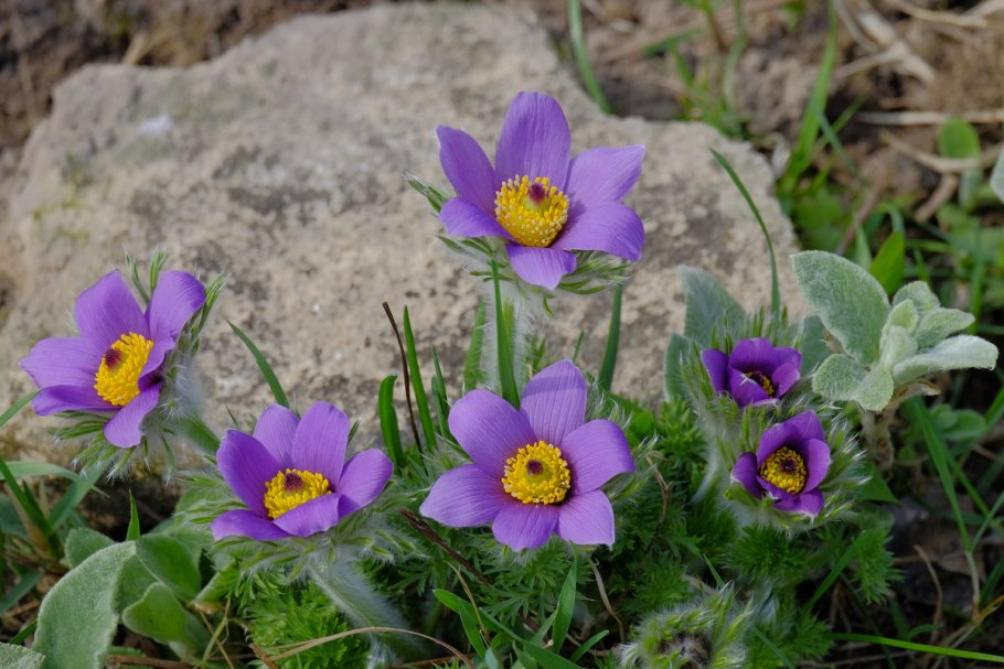 Прострел обыкновенный Pulsatilla vulgaris rubra