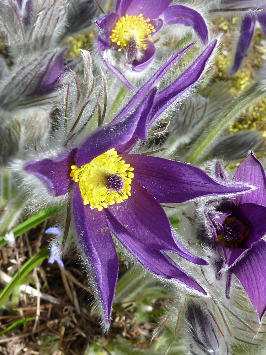 Anemone Pulsatilla цветок