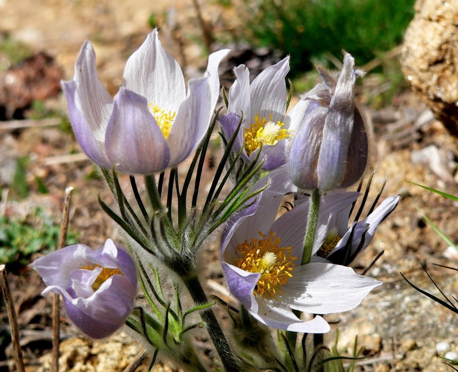 Прострел Альпийский (Pulsatilla Alpina)