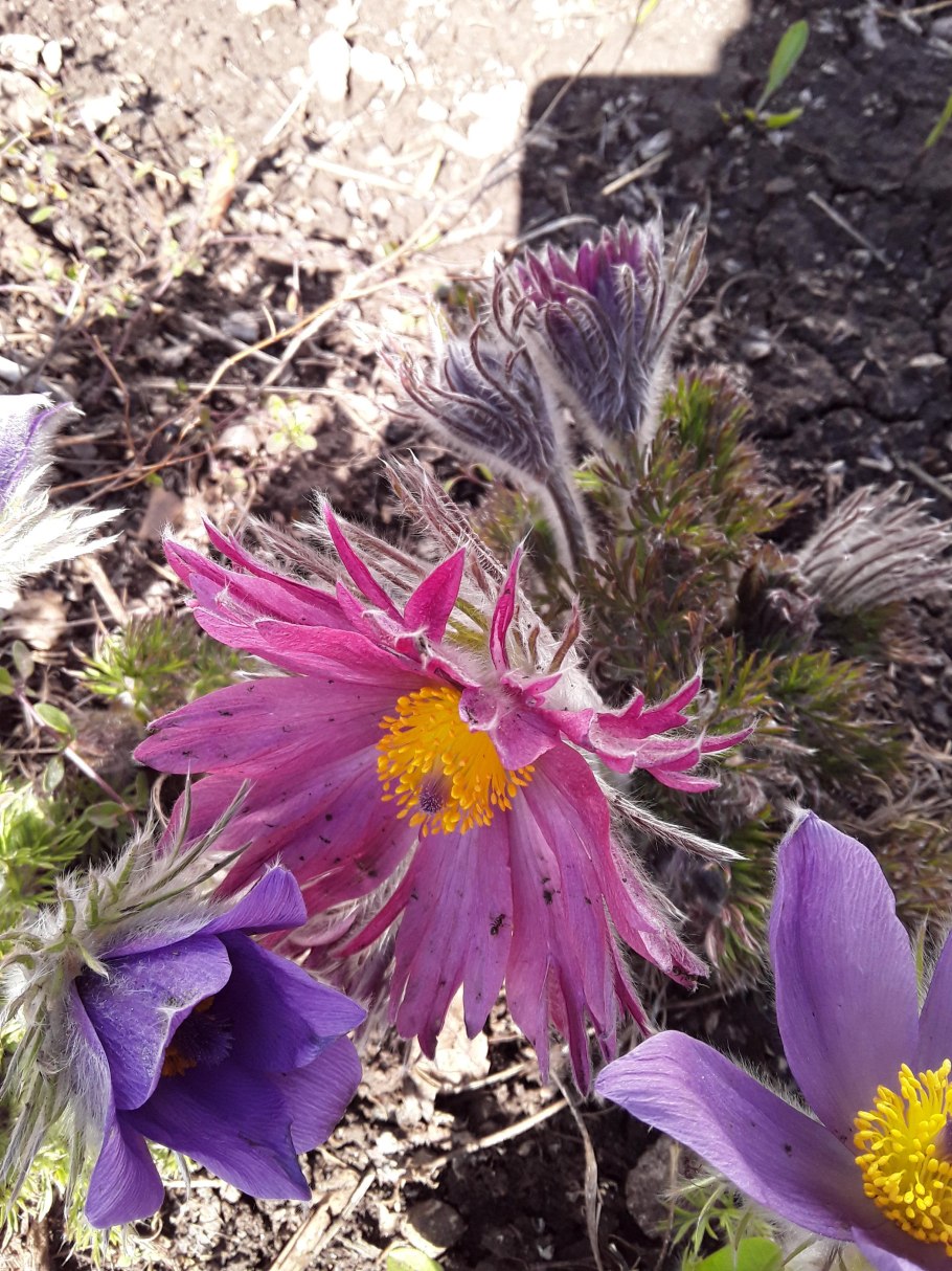 Pulsatilla прострел Даурский