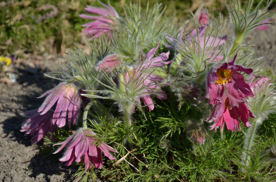 Прострел cernua