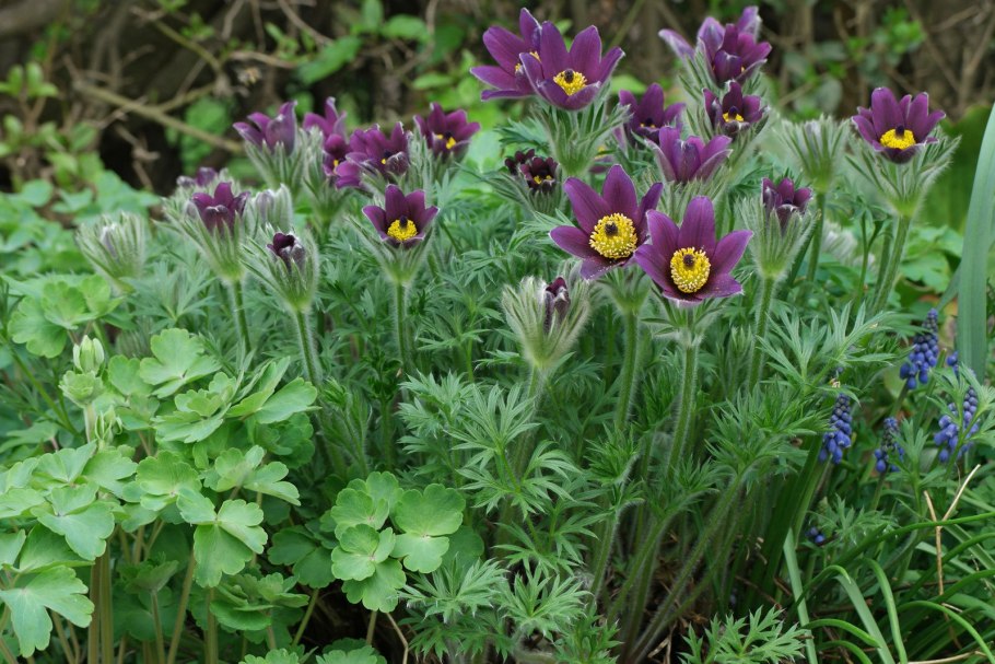 Прострел обыкновенный Pulsatilla vulgaris rubra
